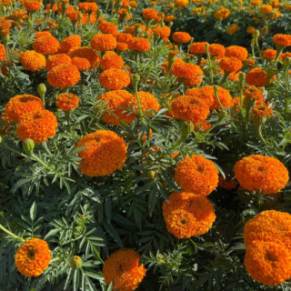 KY-2 Orange Marigold From Known You Seed (India)